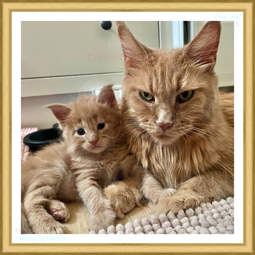 Voorbeeld CSS plaatje floaten