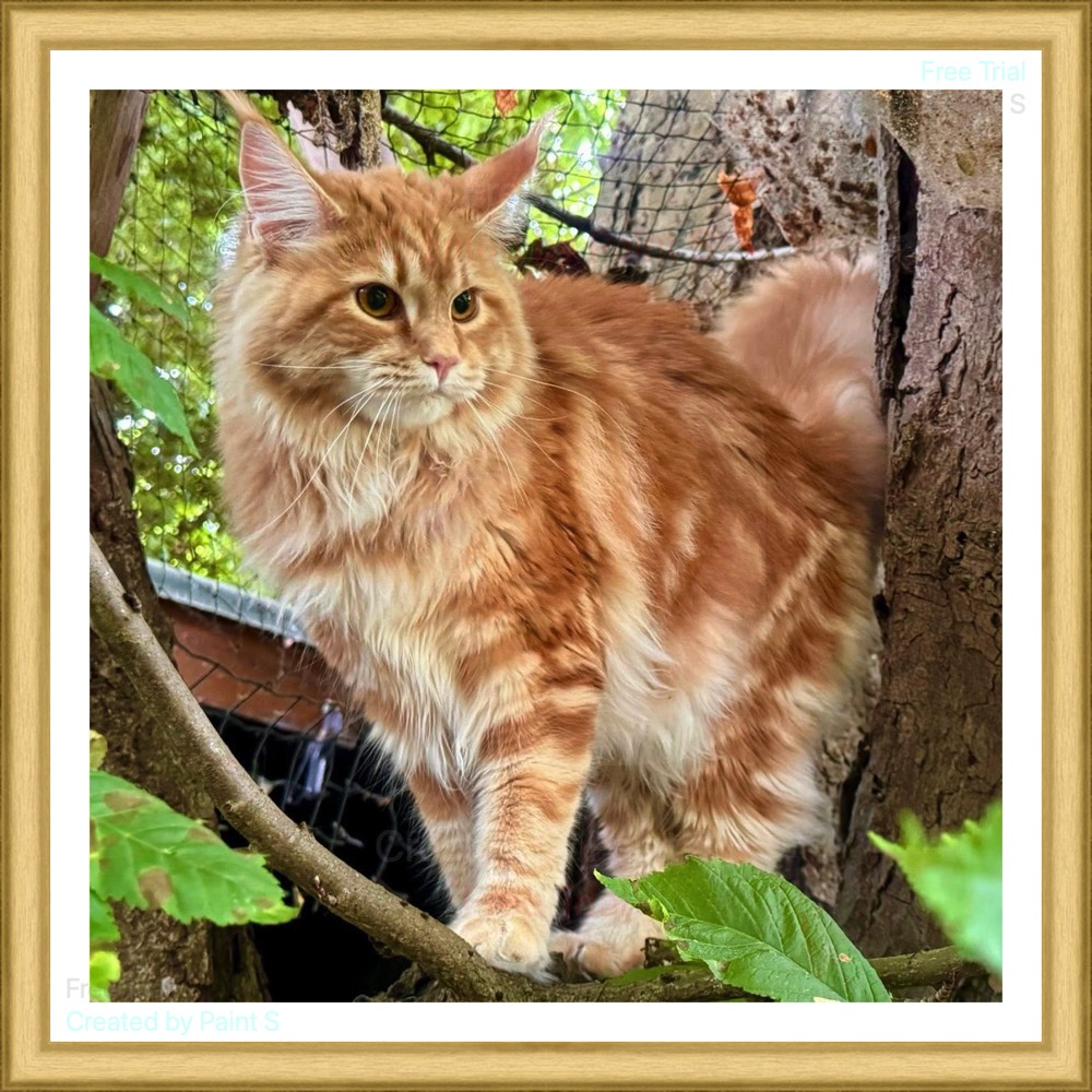 Voorbeeld CSS plaatje floaten